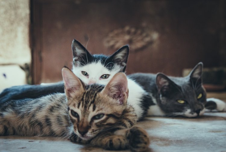 Pemerintah Targetkan Suntik 7.500 Kucing untuk Turunkan Kasus Korban Rabies