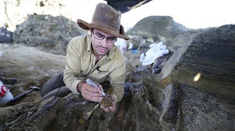 Peneliti Berhasil Temukan Fosil Dinosaurus yang Mati saat Hantaman Asteroid