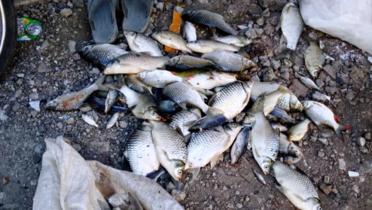 Sungai Surabaya Tercemar, Ribuan Ikan Mati