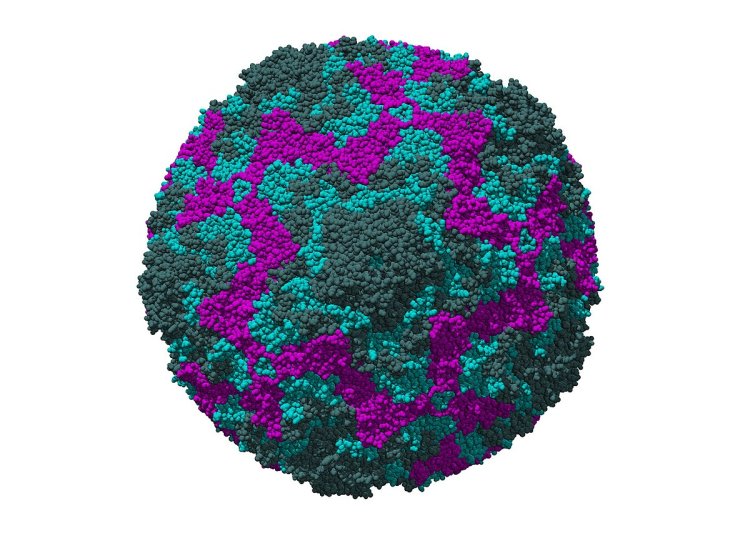 Enterovirus: Virus Berbahaya Serang Bayi Eropa