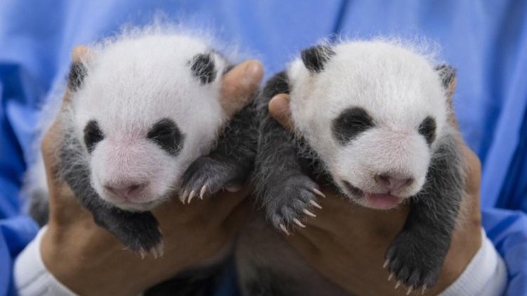 Perdana, Everland Rilis Foto Anak Panda Raksasa Kembar Berusia Satu Bulan