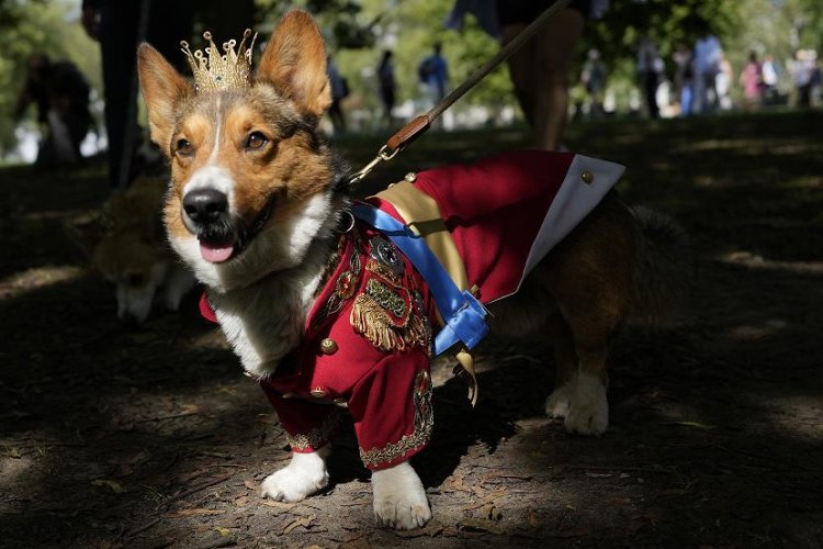 Istana Inggris Mengadakan Parade Anjing Corgi Untuk Mengenang Ratu Elizabeth